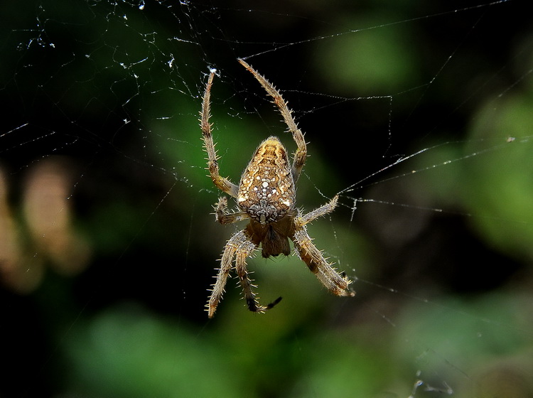 Araneus diatematus - Femmina